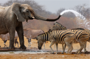 Who rules the portfolio animal kingdom?